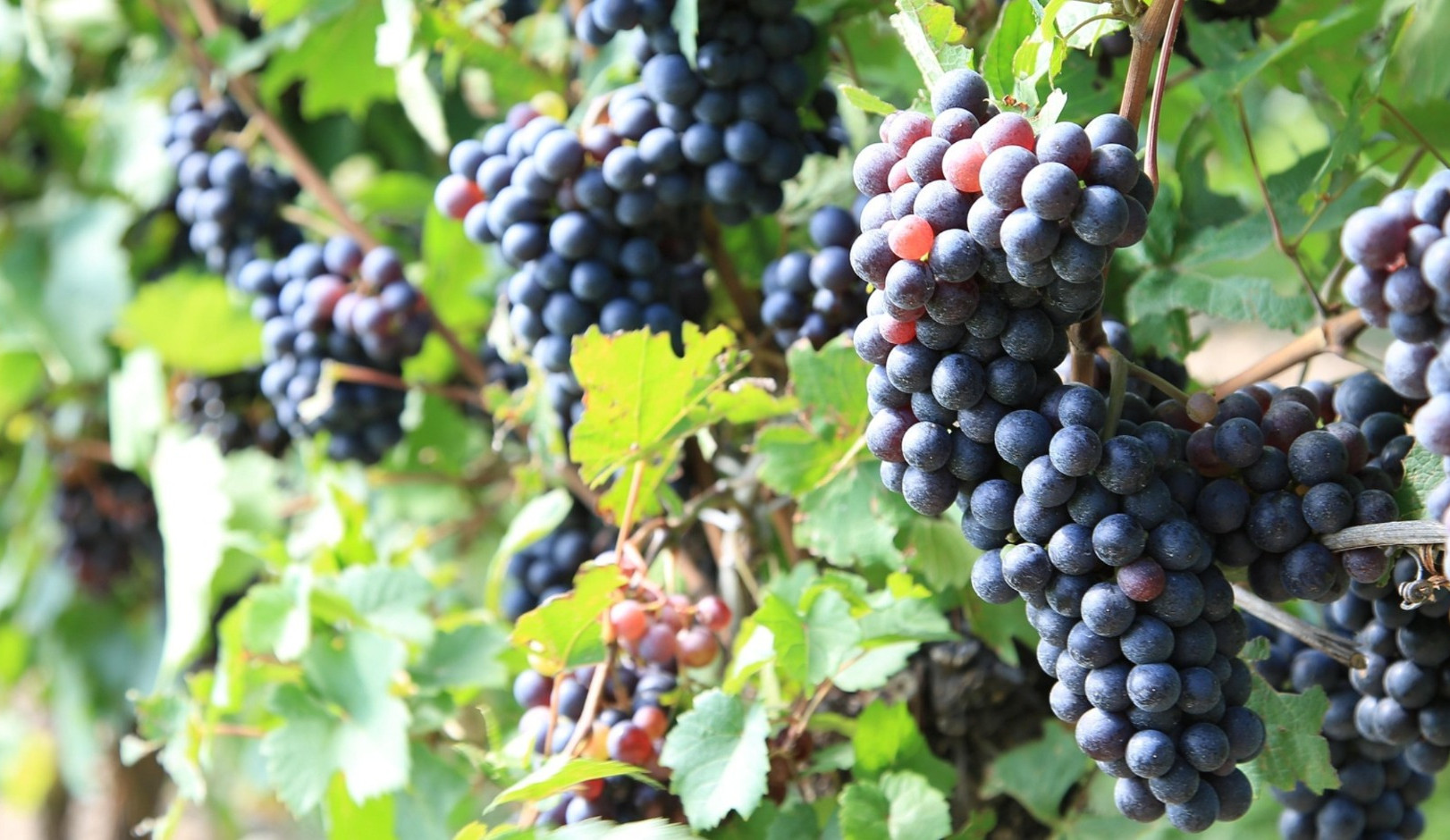 Borászok, figyelem! Ajánljanak fel szőlőtőkét Valentin-napra!